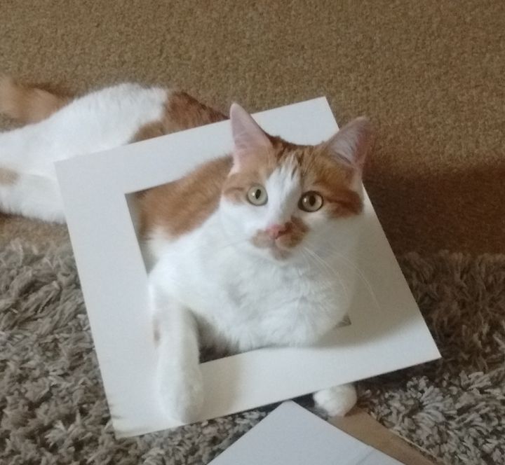 The original photo of Honey sticking her head through the empty picture frame.